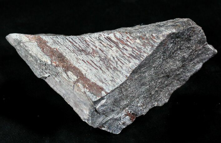 Rough Agatized Dinosaur Bone - Ounces #25523